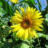 2309F 081 Altmuehltal